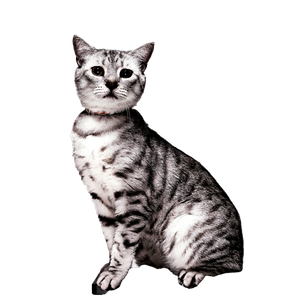 Portrait Of A Beautiful Gray Tabby Cat Sitting With A Neutral Background, Perfect For Pet Lovers. 17200 - Cat PNG image with transparent background